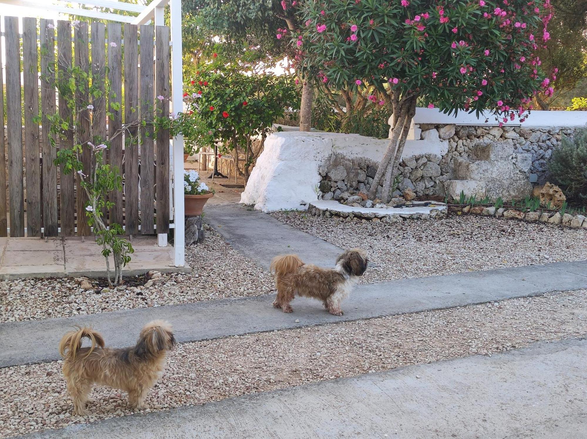 Turismo Rural Biniati Des Pi Guest House Sant Lluis Exterior photo